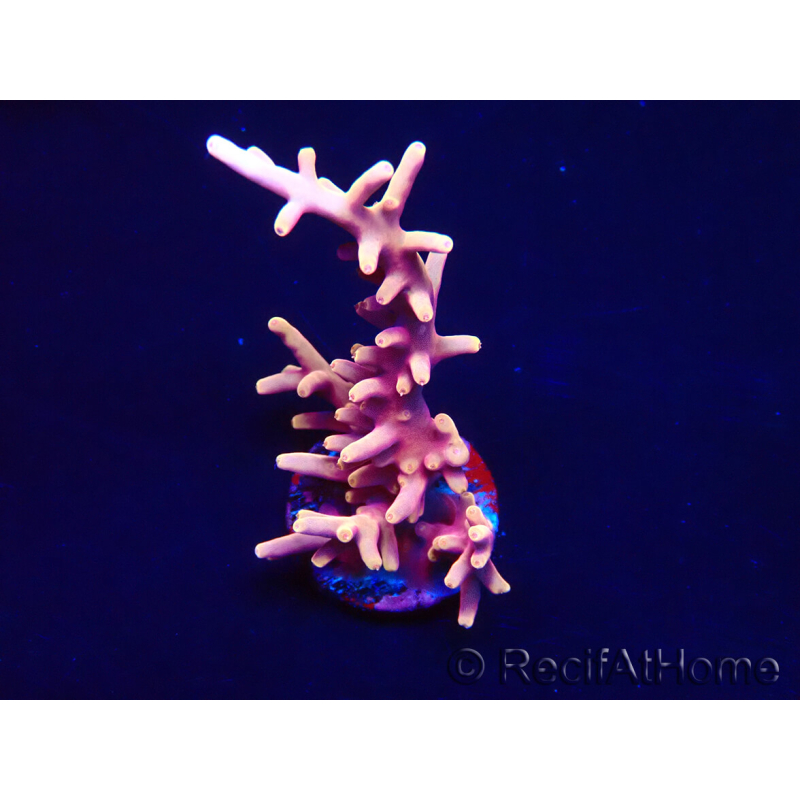 WYSIWYG RAH Acropora Golden Dragon 5T3