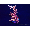WYSIWYG RAH Acropora Golden Dragon 5O6