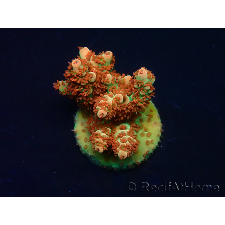 WYSIWYG AK Acropora Bill Murray 5Z3