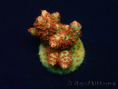 WYSIWYG AK Acropora Bill Murray 5Z3