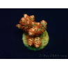WYSIWYG AK Acropora Bill Murray 5Z3