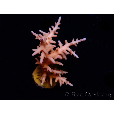 WYSIWYG RAH Acropora Golden Dragon 5T1
