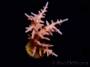 WYSIWYG RAH Acropora Golden Dragon 5T1