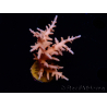 WYSIWYG RAH Acropora Golden Dragon 5O4