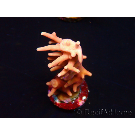 WYSIWYG RAH Acropora Golden Dragon 5T2