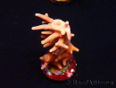 WYSIWYG RAH Acropora Golden Dragon 5T2