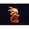 WYSIWYG RAH Acropora Golden Dragon 5T2