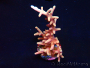 WYSIWYG RAH Acropora Golden Dragon 5O6