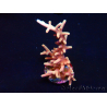 WYSIWYG RAH Acropora Golden Dragon 5T3