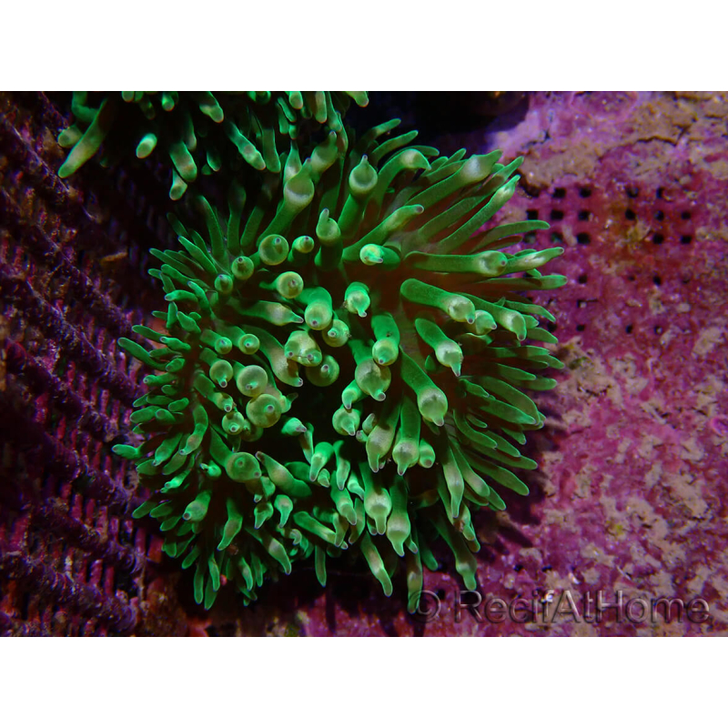 Entacmaea quadricolor verde cría mares