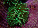 Entacmaea quadricolor grün Zucht Meere
