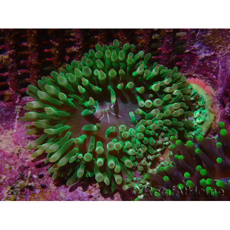 Entacmaea quadricolor verde allevamento mari