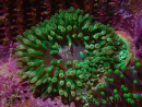 Entacmaea quadricolor grün Zucht Meere