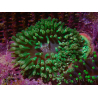 Entacmaea quadricolor Green