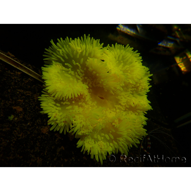 Heteractis crispa Yellow Ultra