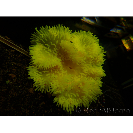 Heteractis crispa Giallo/Bianco M