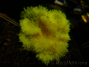 Heteractis crispa Yellow Ultra