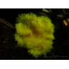 Heteractis crispa Yellow/White M
