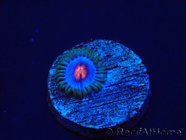 WYSIWYG - Zoanthus Blue Kisses