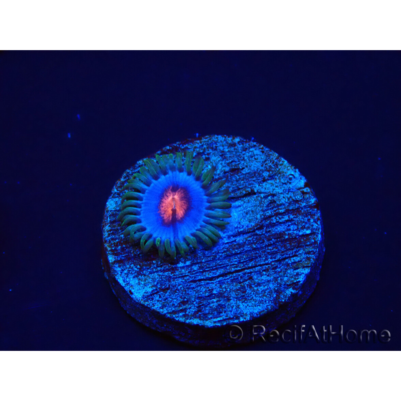 WYSIWYG - Zoanthus Blue Kisses