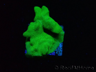 WYSIWYG - RAH Psammocora Green Branching 2