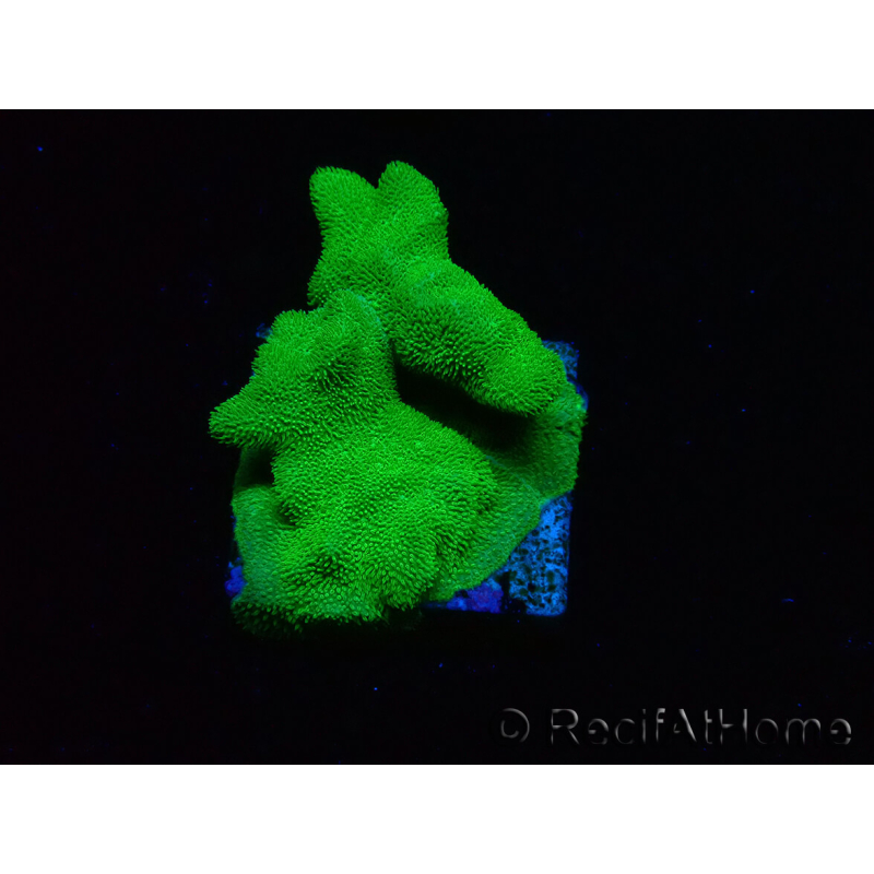 WYSIWYG - RAH Psammocora Green Branching 2
