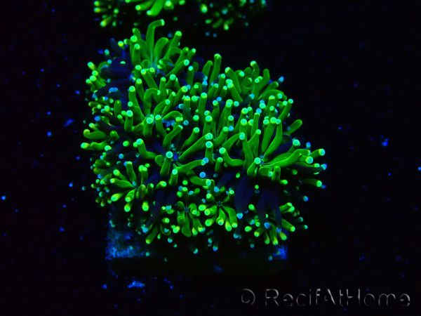 WYSIWYG - RAH Galaxea Green torch yellow tips 4