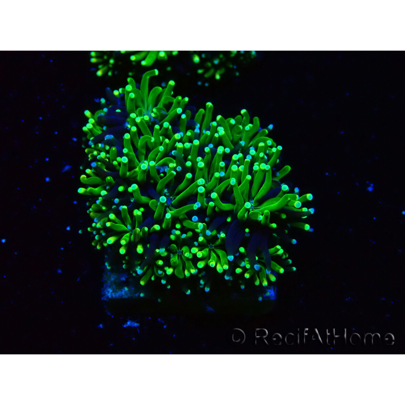 WYSIWYG - RAH Galaxea Green torch yellow tips 4