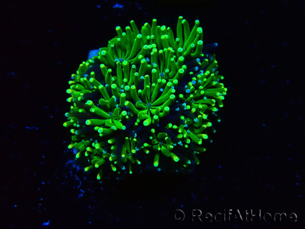 WYSIWYG - RAH Galaxea Green torch yellow tips 5