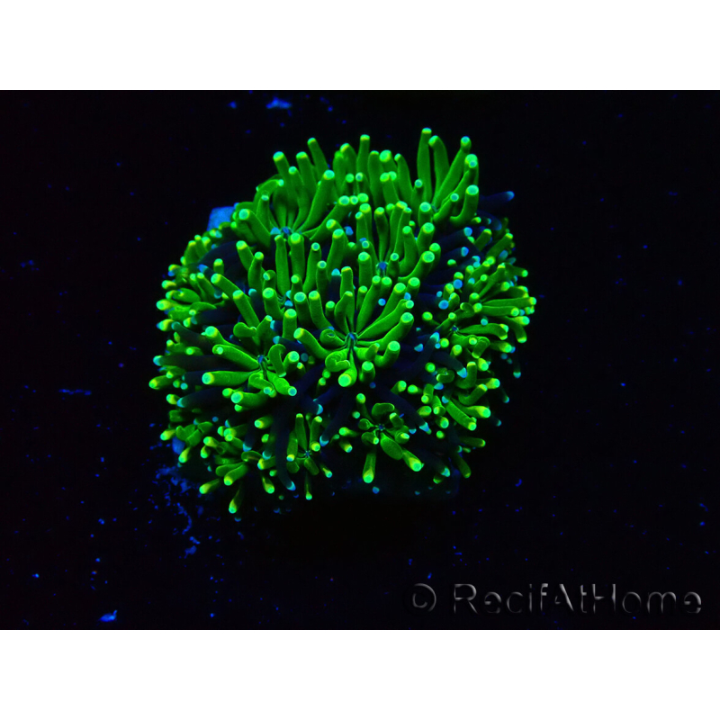 WYSIWYG - RAH Galaxea Green torch yellow tips 5