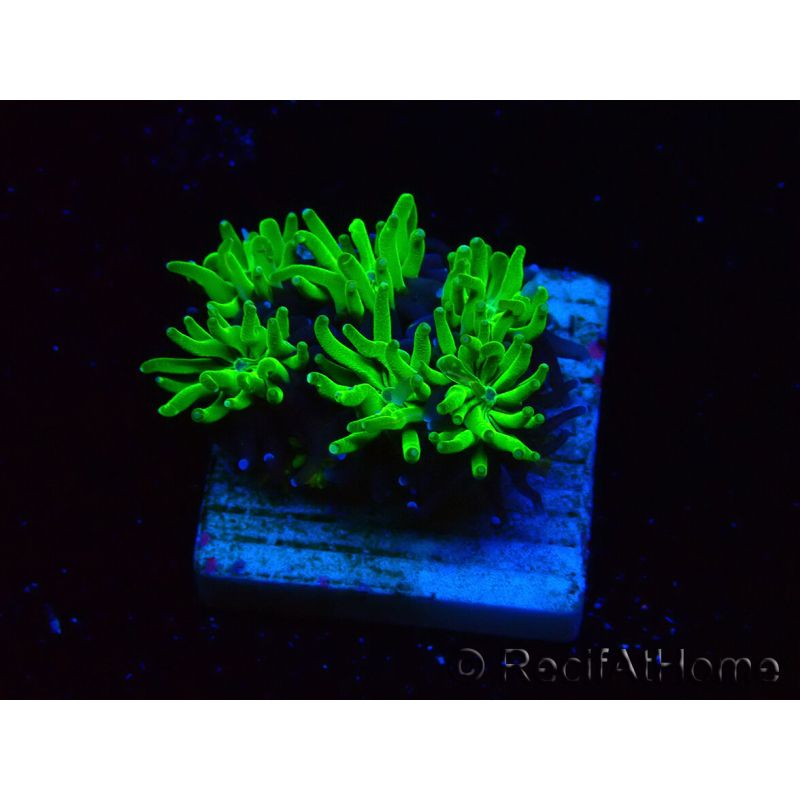 WYSIWYG - RAH Galaxea Green Nuclear 4