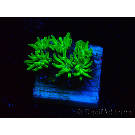 WYSIWYG - RAH Galaxea Green Nuclear 4