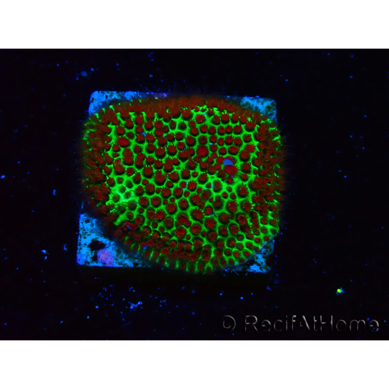 WYSIWYG RAH Red Eye Porites 12C5