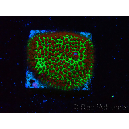 WYSIWYG RAH Red Eye Porites 12C5