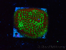 WYSIWYG RAH Red Eye Porites 12C5