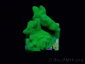 WYSIWYG - RAH Psammocora Green Branching 2