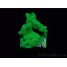 WYSIWYG - RAH Psammocora Green Branching 2