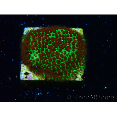 WYSIWYG RAH Red Eye Porites 12C5