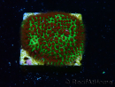 WYSIWYG RAH Red Eye Porites 12C5