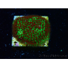 WYSIWYG RAH Red Eye Porites 12C5