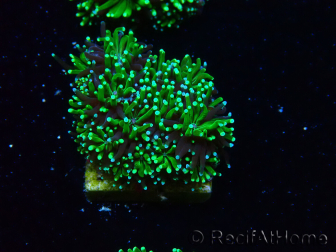 WYSIWYG - RAH Galaxea Green torch yellow tips 4