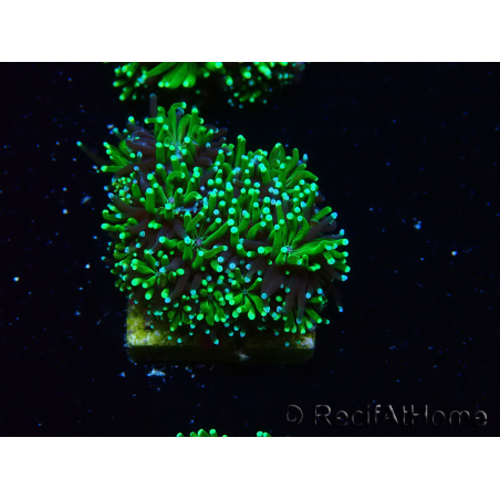 WYSIWYG - RAH Galaxea Green torch yellow tips 4