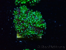 WYSIWYG - RAH Galaxea Green torch yellow tips 4