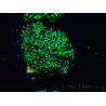 WYSIWYG - RAH Galaxea Green torch yellow tips 4