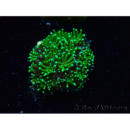WYSIWYG - RAH Galaxea Green torch yellow tips 5