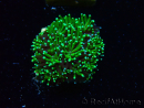 WYSIWYG - RAH Galaxea Green torch yellow tips 5