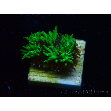 WYSIWYG - RAH Galaxea Green Nuclear 4