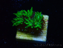 WYSIWYG - RAH Galaxea Green Nuclear 4