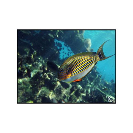Acanthurus lineatus