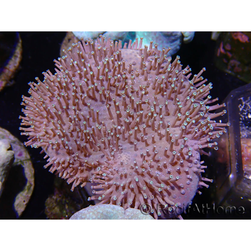 WYSIWYG Sarcophyton sp 20